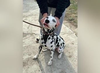 Dius, 3 Jahre, 57cm sucht ihr Körbchen