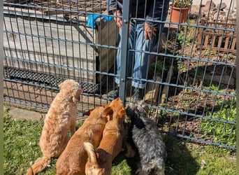 Greta und Helene, zwei süsse noch unerzogenen frechen Mäuse, nur im Doppelpack