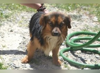 Salsicha, einer von zwölf zurückgelassenen Hunden sucht ein neues Zuhause