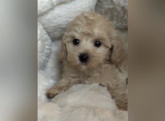 Sehr schöne Maltipoo welpen in abricot und crème farben