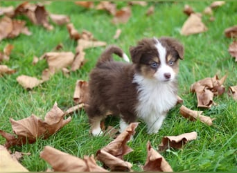 Traumhafte Mini Australian Shepherd Welpen suchen ab sofort ein liebevolles Zuhause