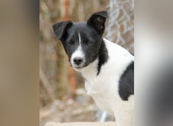 Zurückhaltende CHANTAL sucht liebevolles und ruhiges Zuhause