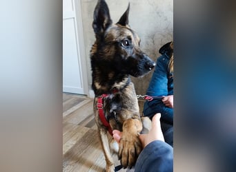 Lio - Best Buddy gesucht!
