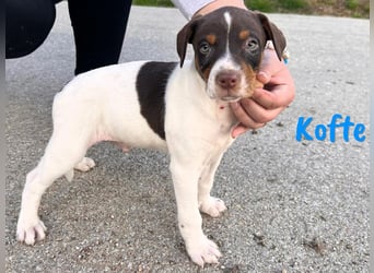 Kofte 12/2024 (ESP) - menschenbezogener, kleiner Bodeguero-Pinscher-Mix Welpe!