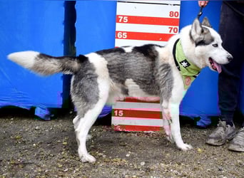 Oktavius ist ein toller Hundemann