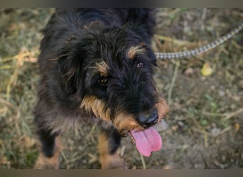Eliot: Sucht ein Zuhause