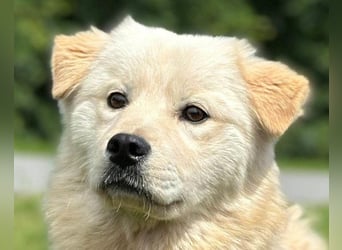 Cindy ❤️ verschmuste Hündin sucht Liebe