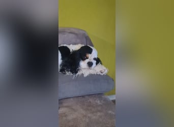 Luna, unsere Cockerhündin, 4 1/2 Jahre alt, sucht liebevolle Familie