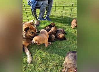 8 gesunde putzmuntere Harzer Fuchs Welpen abzugeben