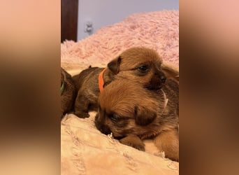 Norfolk Terrier Welpen aus der Zucht VILMHOF FCI