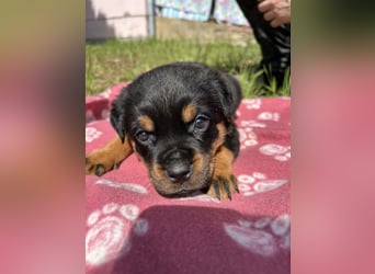 Reinrassige Rottweiler Welpen , Sportliche leistung Zucht