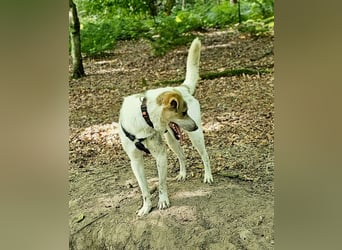 Schmusefreund IVO sucht sein Traumzuhause