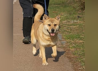 Tania,sanfte etwas schüchterne Shiba- MixDame,16 kg ,37 cm groß, ca. 5Jahre
