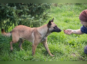 MALAIKA - die brave und freundliche Hündin möchte mit ihren Menschen die Welt entdecken