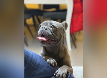 Französische Bulldogge Welpen