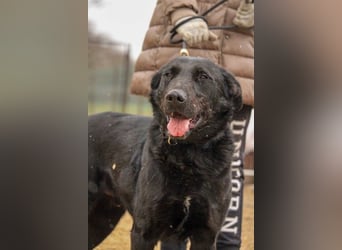 Cody-VA charmanter Mann möchte Küsschen geben
