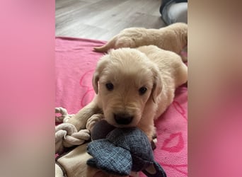 Golden Retriever Welpen abzugeben