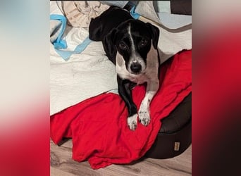 Luca, geb. 04.04.2019, 35 cm, wartet so sehr auf ein eigenes Körbchen