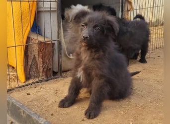 GORDI❤️liebes, verschmustes kroat. Schäferhund-Mix-Mädel