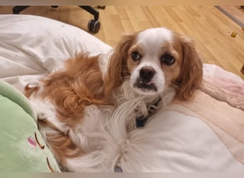 Leon verliert sein Zuhause
