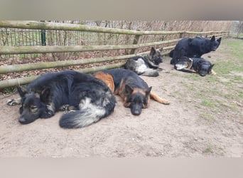 Langstockhaar Schäferhund  Rüde