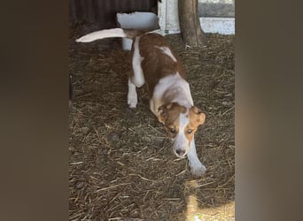 Herzensbrecher und Sunnyboy „Sammy“ - sucht seine Familie