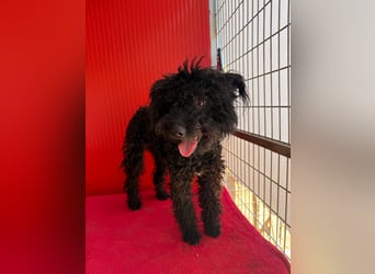 Casper, Puli-Pudel-Mix, Rüde, geb. am. 05.08.2024, 43 cm, 11 kg