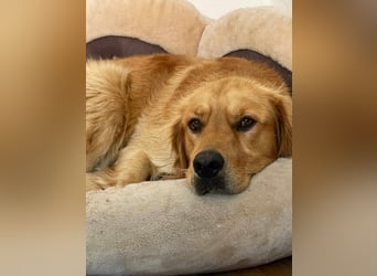 Milo Dark Golden Retriever Rüde katzenverträglich sucht erfahrenes Zuhause