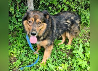 Bildhübscher *JARO* - ist eine Seele von Hund