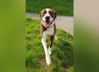Cayo, 5 Jahre, sucht kompetentes Zuhause