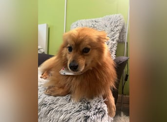 Charlie SR - Süßer Schatz sucht liebevolles Zuhause!