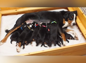 Appenzeller Sennenhund Welpe Rüde reinrassig sucht ein liebevolles Zuhause