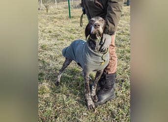 Hilda, geboren 25.06.2017 sucht ihr Plätzchen