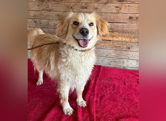 ❤️ unser Sonnenschein PANNI - 3,5 Jahre, 40cm/12kg - kleine Mischlingshündin