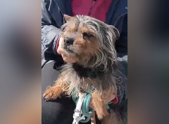 Tara, sucht mit ihrem Freund Tobby ein Zuhause
