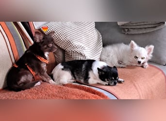 Dio sucht ein ländliches, ruhiges Heim (76327 Pfinztal)