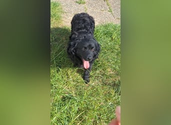 Liebevoller Mischlingsrüde Loki sucht sein Traum zuhause