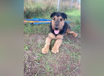 Tequila - ein verspielter und aktiver Terrierjunge
