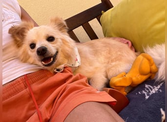 Rudi SR – Süßer Spitz-Junghund sucht seine Menschen