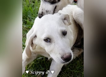 Marla, Scippy und Kea auf der Suche nach ihrer Familie
