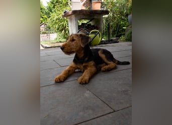 Airedale Terrier Welpe