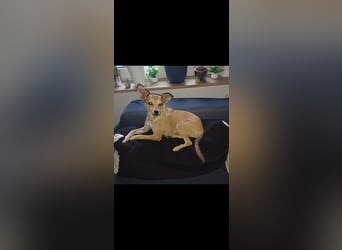 Pixie - Zarte Mama sucht ein eigenes Körbchen