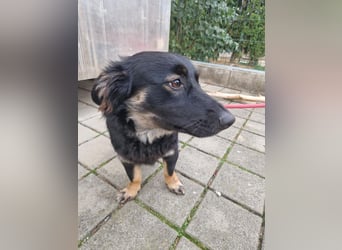 JACK - der neugierige kleine Dackelmix-Mann liebt Kinder und Artgenossen +  sucht ein liebes Zuhause