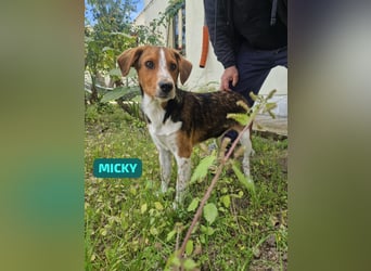 Micky: „Ich will auch mit über die Alpen!"