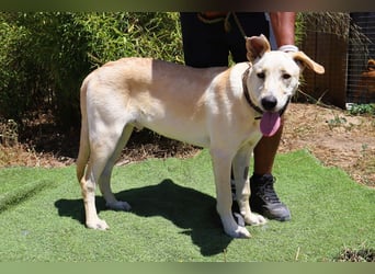 Dusty, Labrador-Mix, lieb und sozial