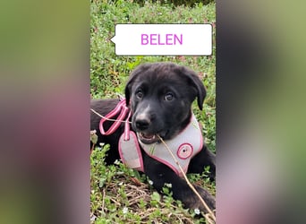 Belen sucht ihr Körbchen