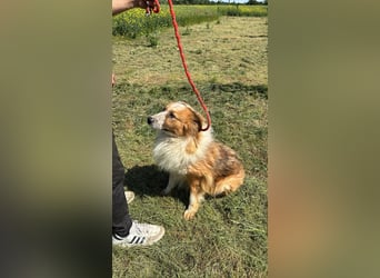Wunderschöner „Hope“ Collie Mix ca. 6 Jahre auf der Suche nach dem Glück
