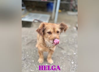 Helga - kleine Maus