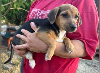Patricia, geboren 10.04.2025, 22cm sucht ihr Zuhause