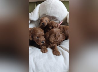 Wunderschöne Cockapoo-Welpen
